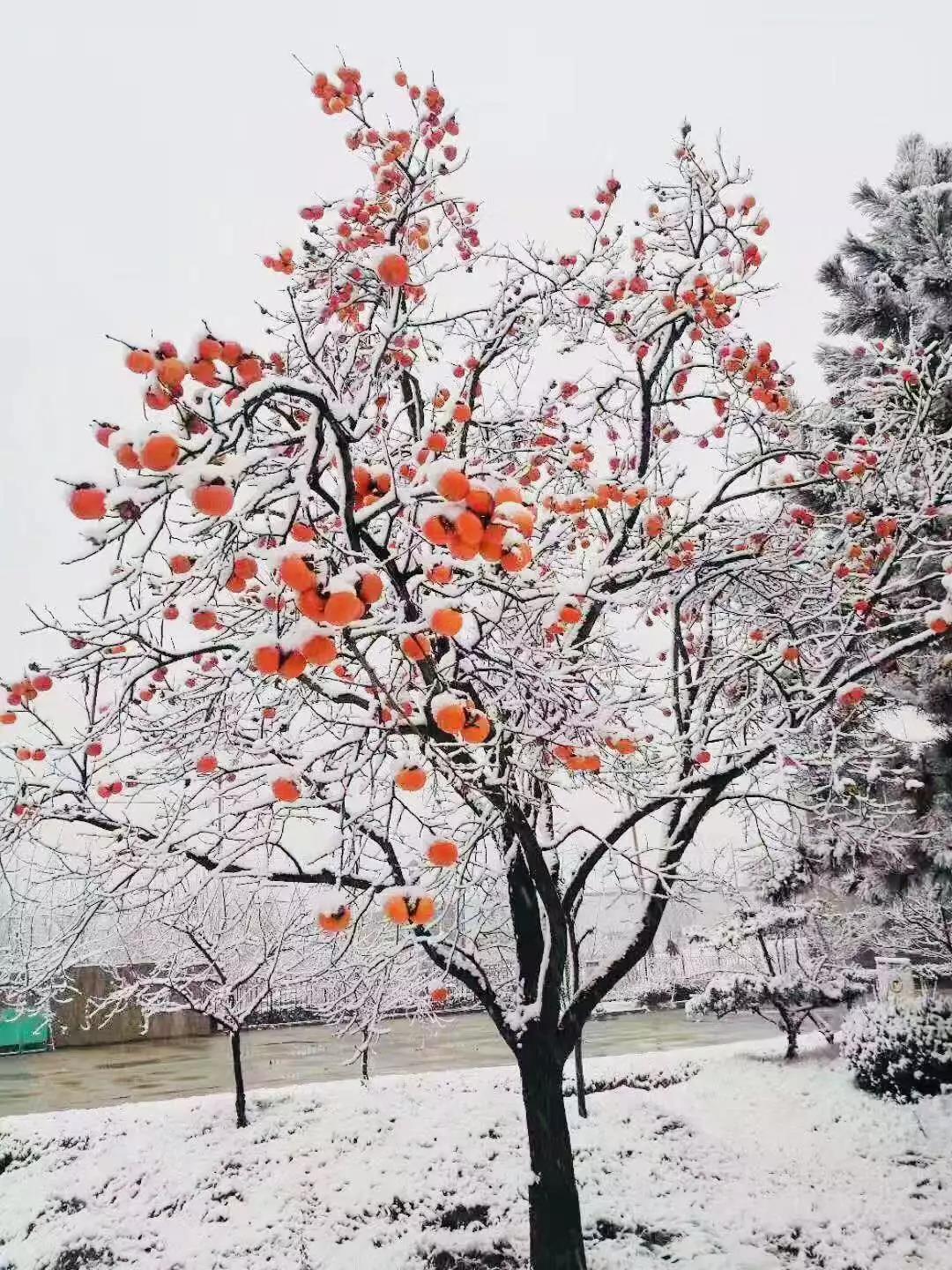 有一種堅守，叫風雪無阻